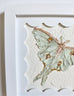 Luna Moth