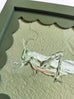 Grasshopper